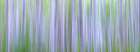 Washington State-Seabeck Panoramic abstract of alder grove Art Print